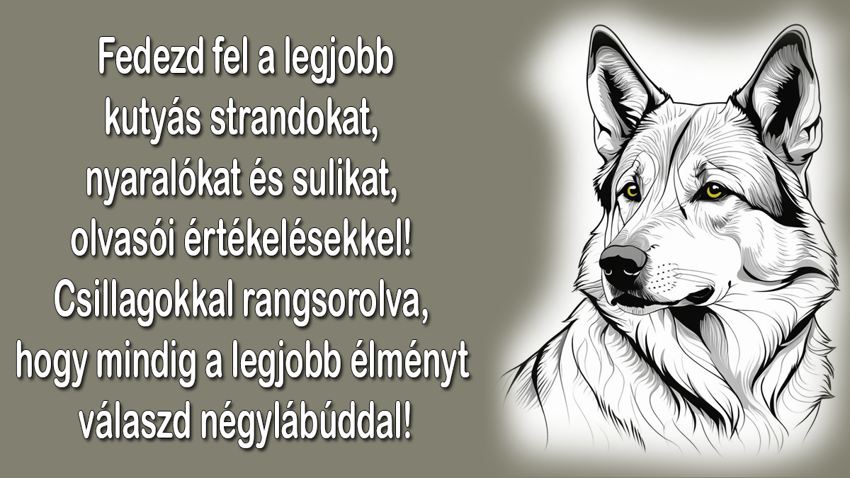 Értékelések – Kutyamindenit